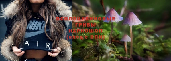 прущие грибы Михайлов